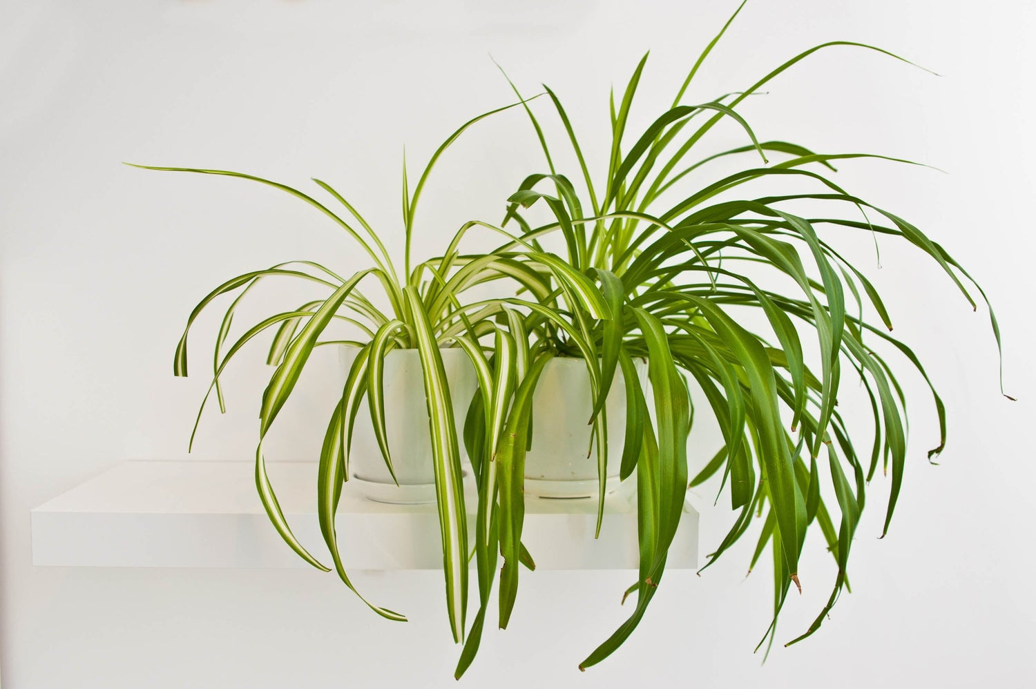 Plant Care Spider Plant - Ethereal Company