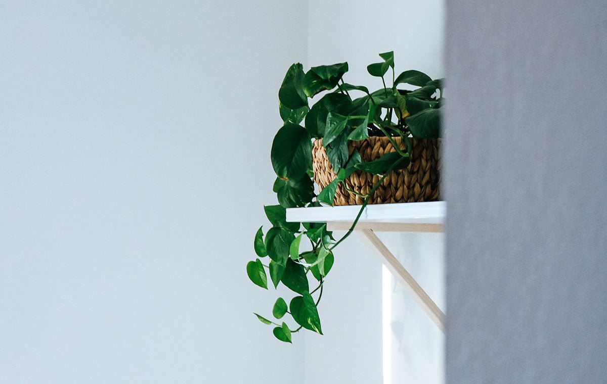 Pothos Personalities: Which Variety Matches Your Style? - Ethereal Company