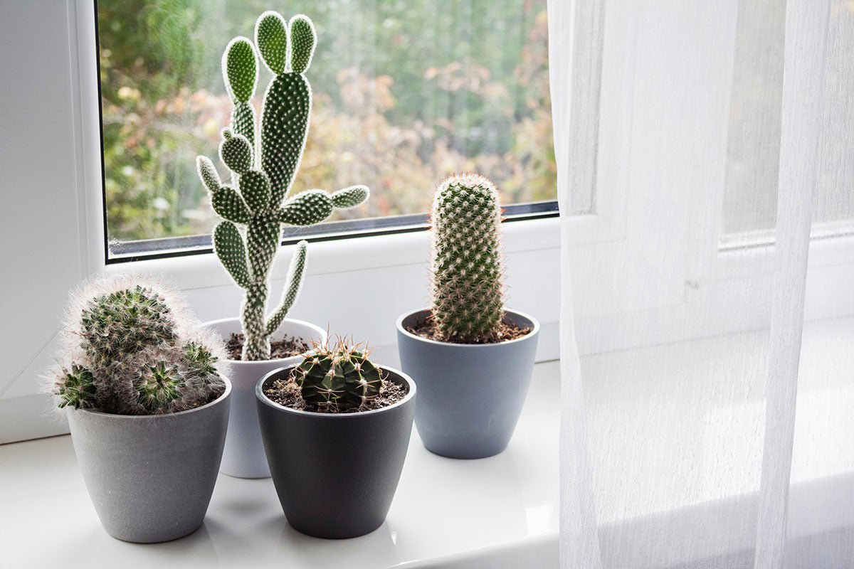 The Cactus Conspiracy: Are They Really Just Prickly Pals? - Ethereal Company