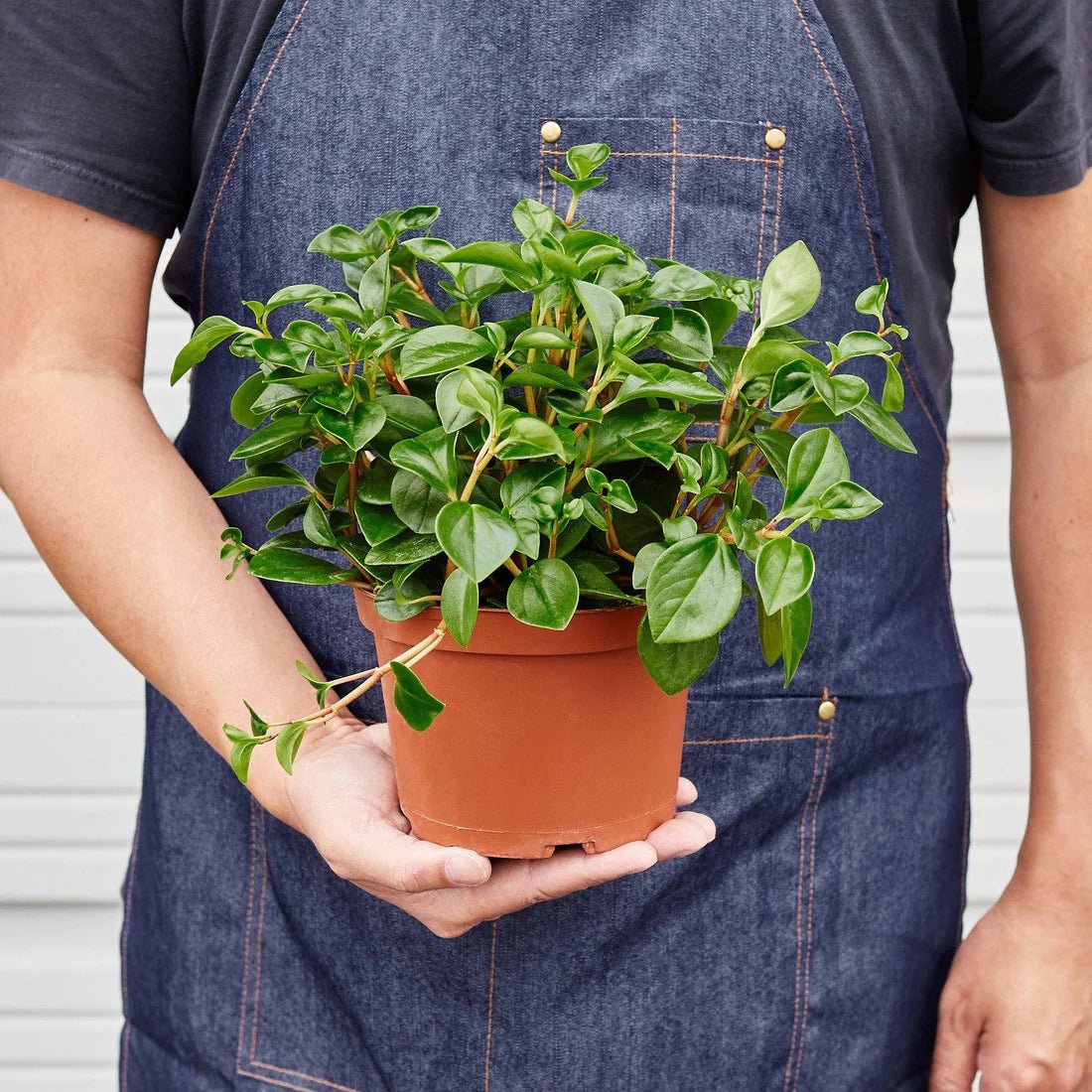 The Complete Guide to Peperomia Glabella Care: Tips for Growing and Thriving - Ethereal Company