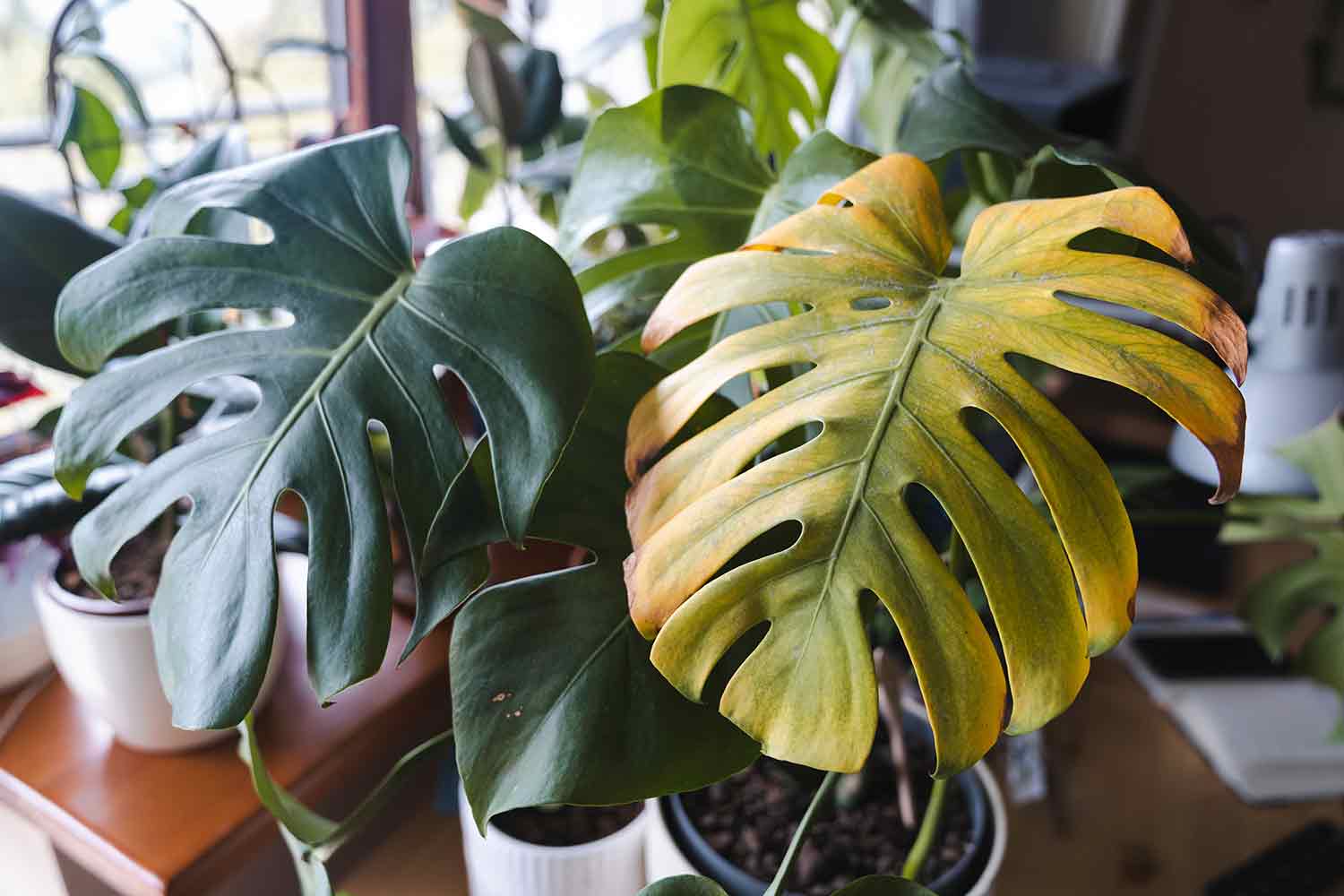 Why Your Houseplant’s Leaves Are Turning Yellow and How to Fix It - Ethereal Company