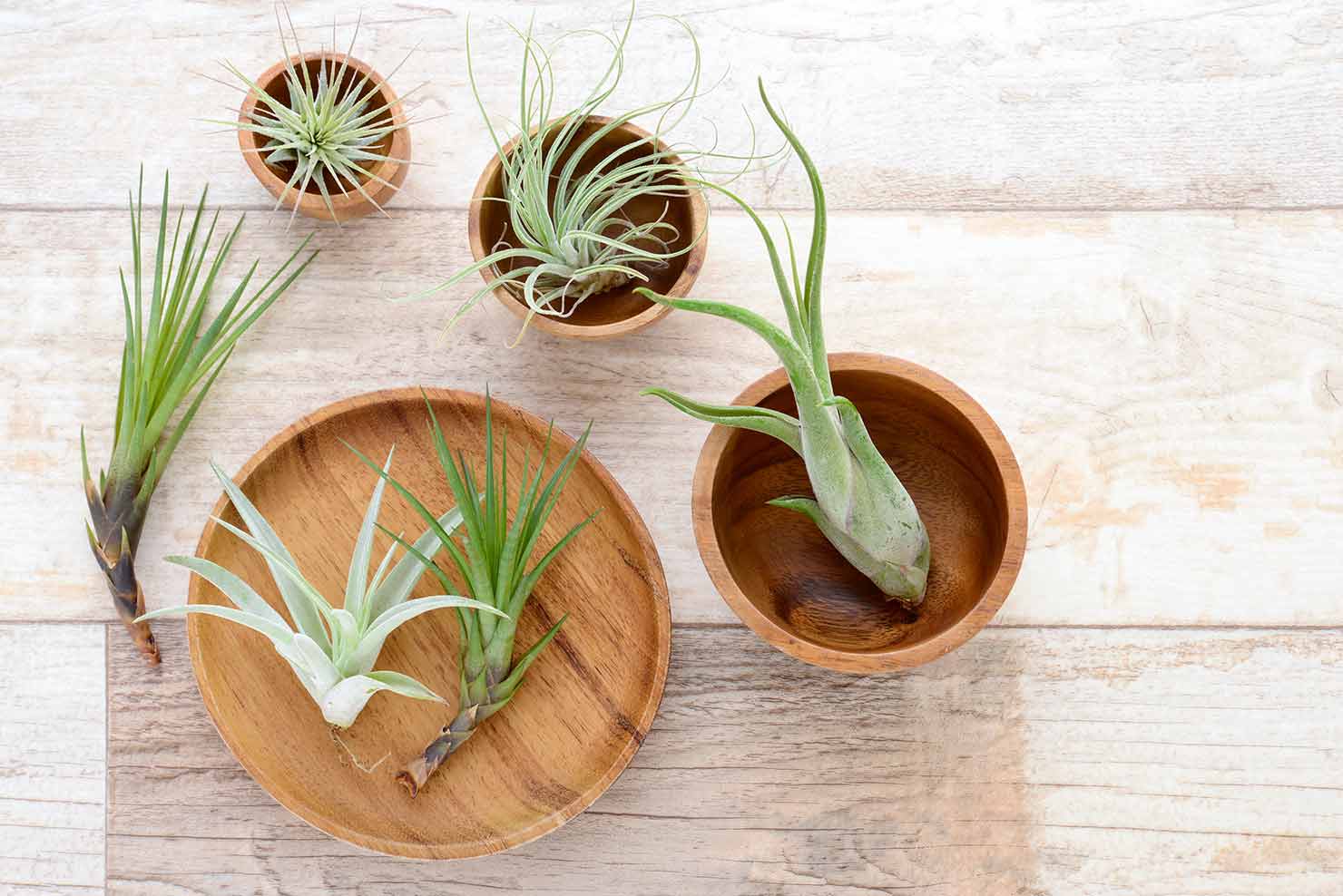 Air Plant - Ethereal Company
