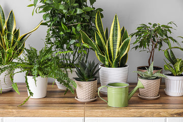 Low-Light Plants