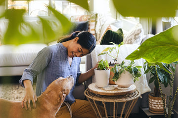 Pet Friendly - Ethereal Company