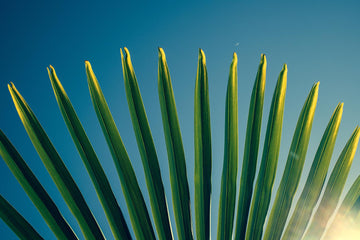 Tropical Plants - Ethereal Company