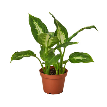 Dieffenbachia Camille - Ethereal Company-Indoor Plants