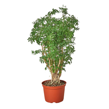 Aralia Ming Stump Plant - Ethereal Company-Default