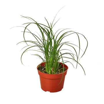 Palm Ponytail - Ethereal Company-Indoor Plants