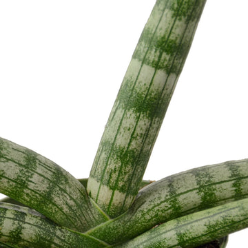 Snake Plant Starfish - Ethereal CompanyIndoor Plants