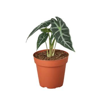 Alocasia Amazonica &