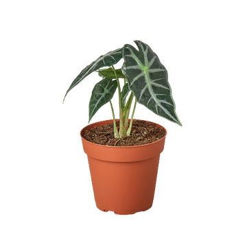 Alocasia Amazonica &
