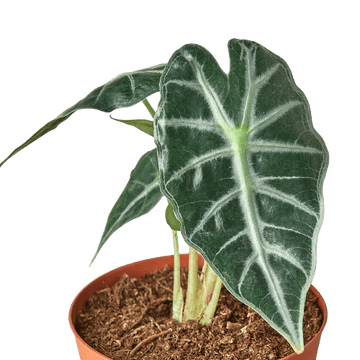 Alocasia Amazonica &