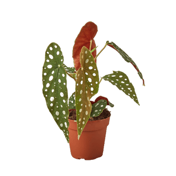Begonia &