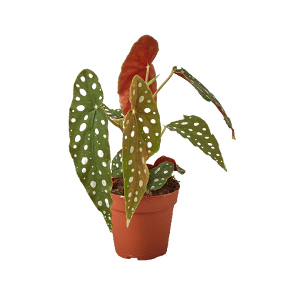 Begonia &
