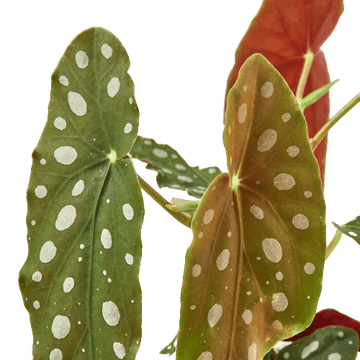 Begonia &