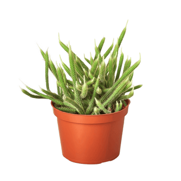 Rat Tail Cactus - Ethereal Company-Succulent