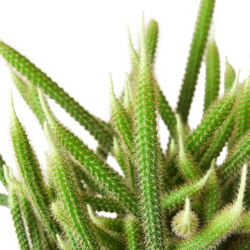 Rat Tail Cactus