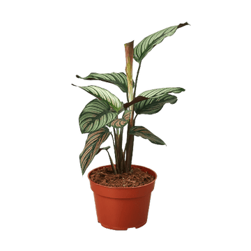 Calathea &