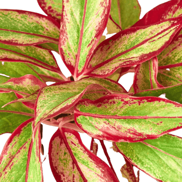 Chinese Evergreen &