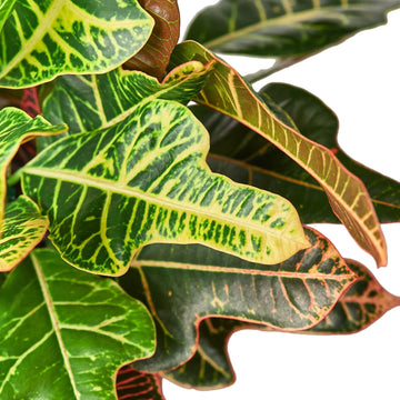Croton &