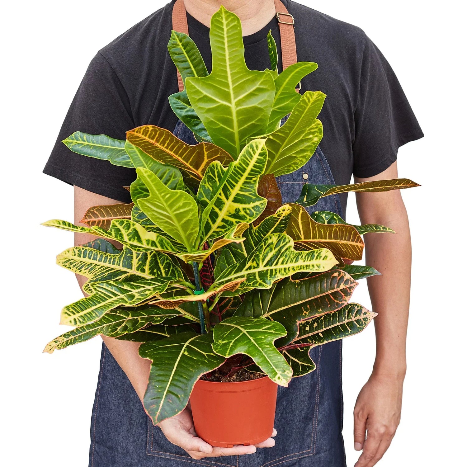 Croton &