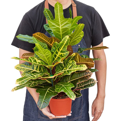 Croton &