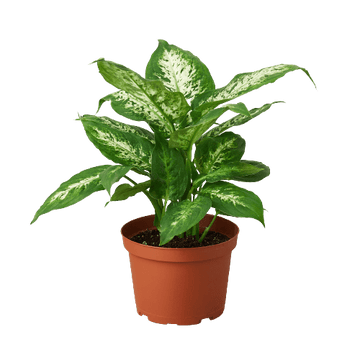 Dieffenbachia &
