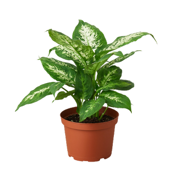 Dieffenbachia &