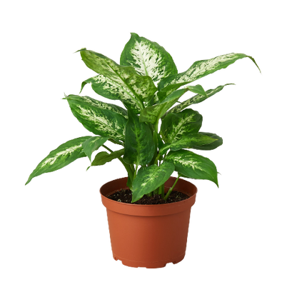 Dieffenbachia &