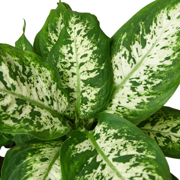 Dieffenbachia &