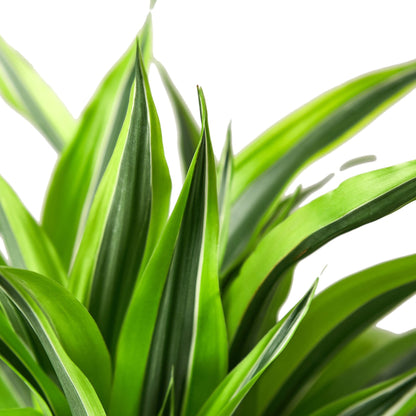 Dracaena Deremensis &