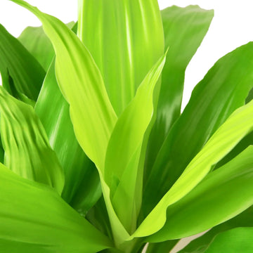 Dracaena &