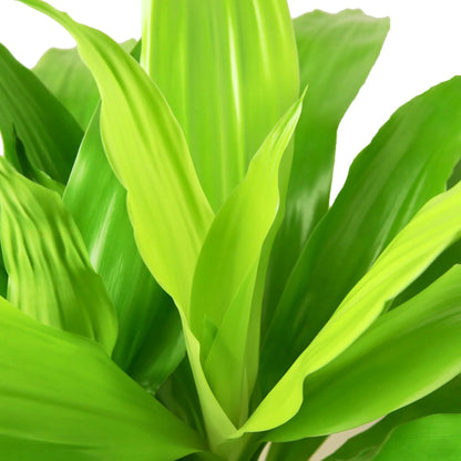 Dracaena &