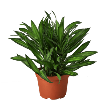 Dracaena &