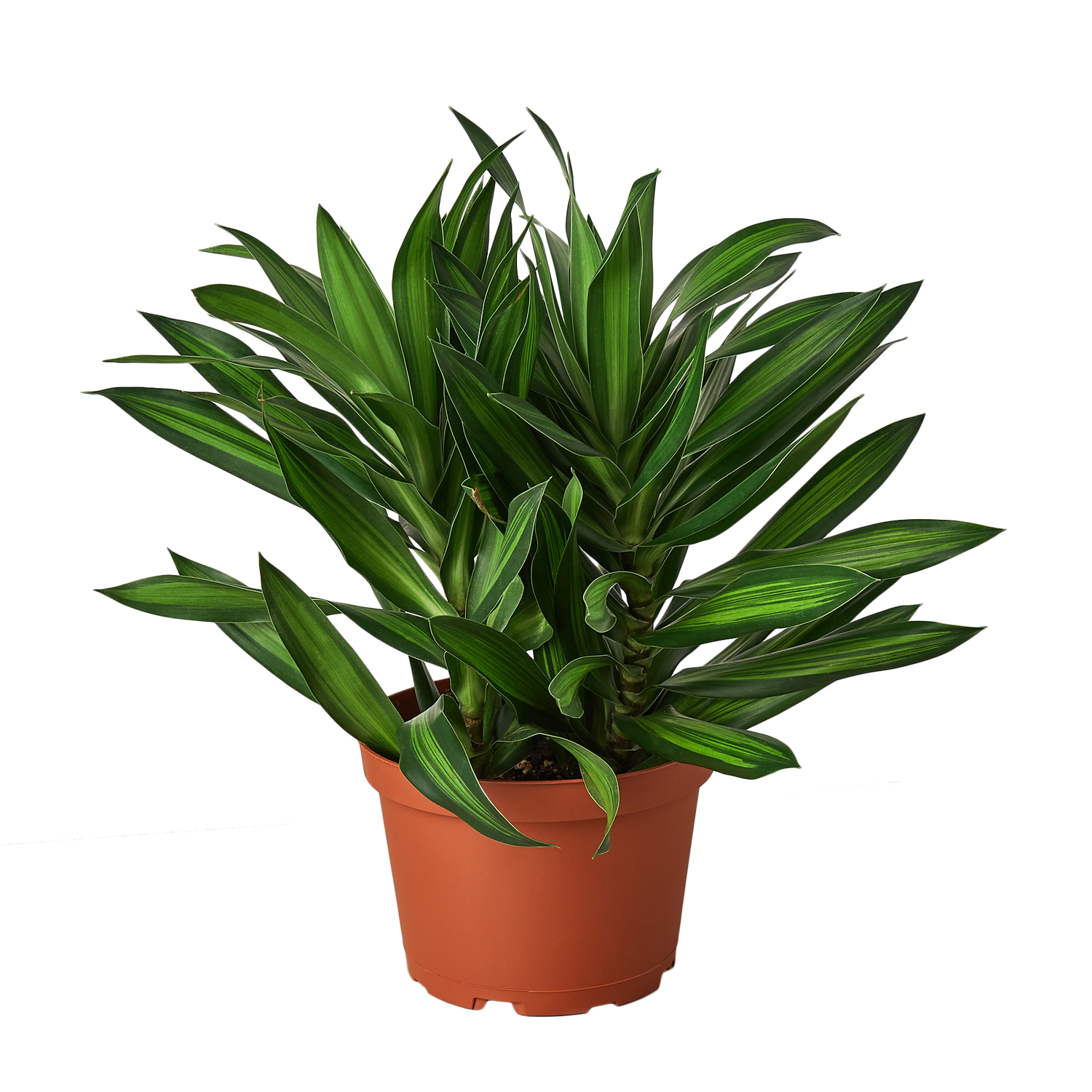 Dracaena &