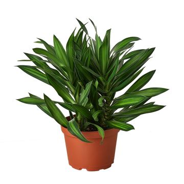 Dracaena &