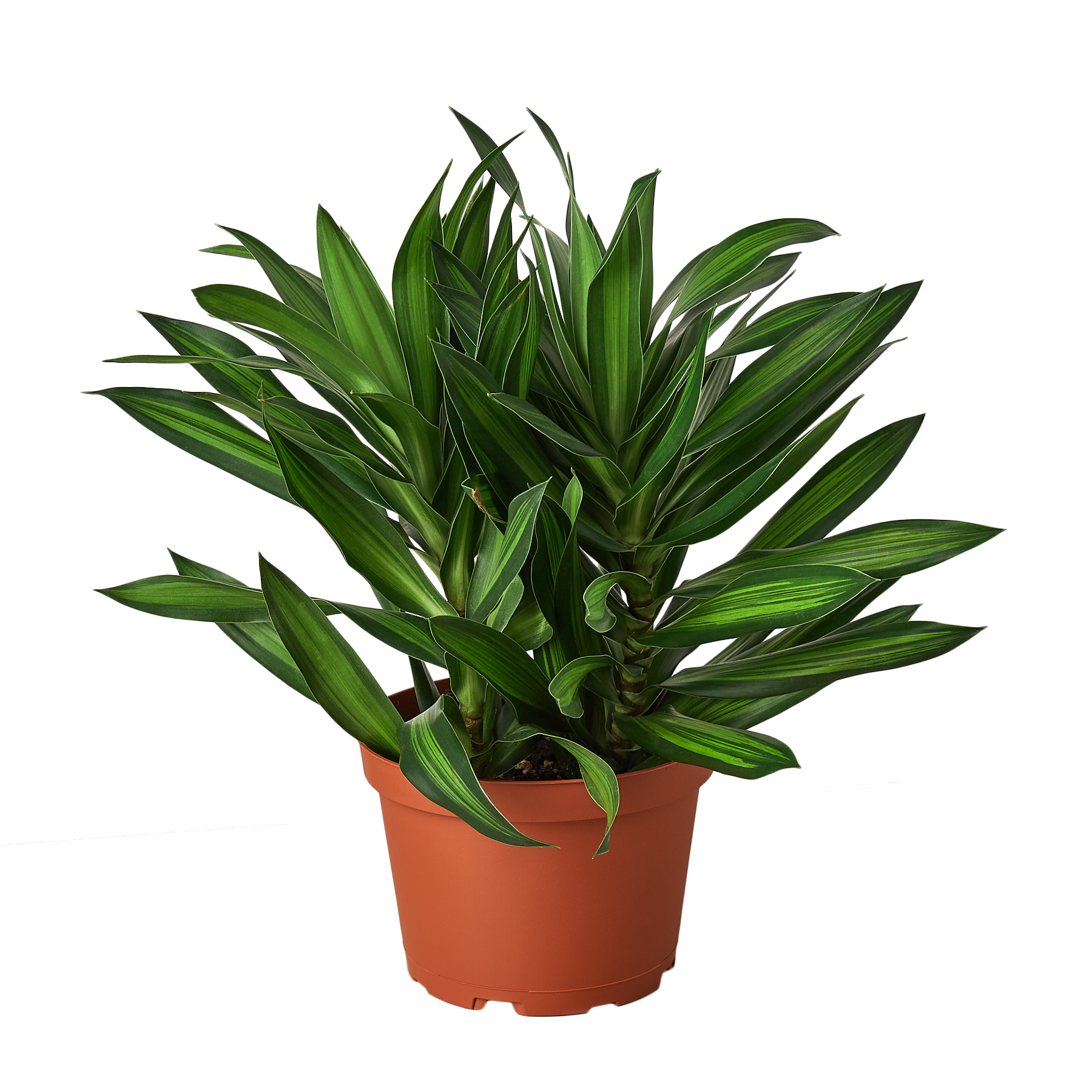 Dracaena &