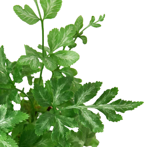 Fern &