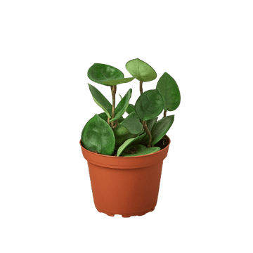 Hoya Carnosa &
