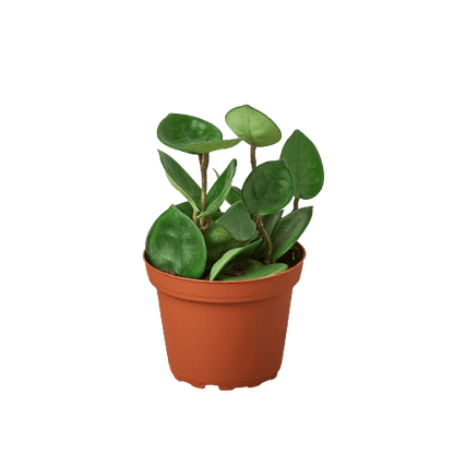 Hoya Carnosa &
