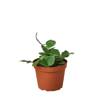 Hoya Carnosa &