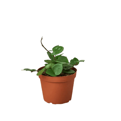 Hoya Carnosa &