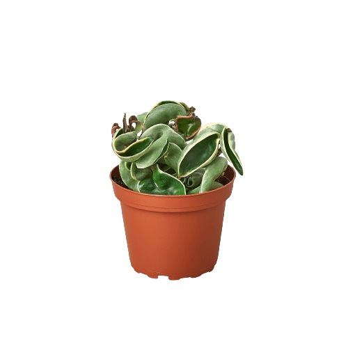 Hoya &