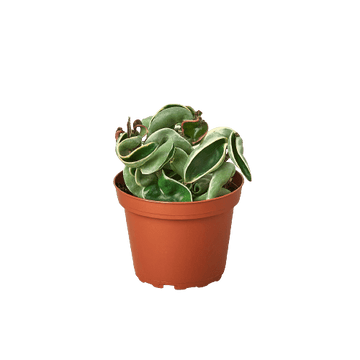 Hoya &