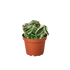 Hoya &