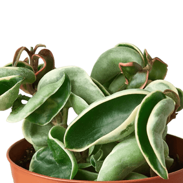 Hoya &
