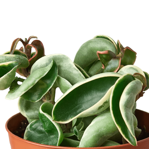 Hoya &