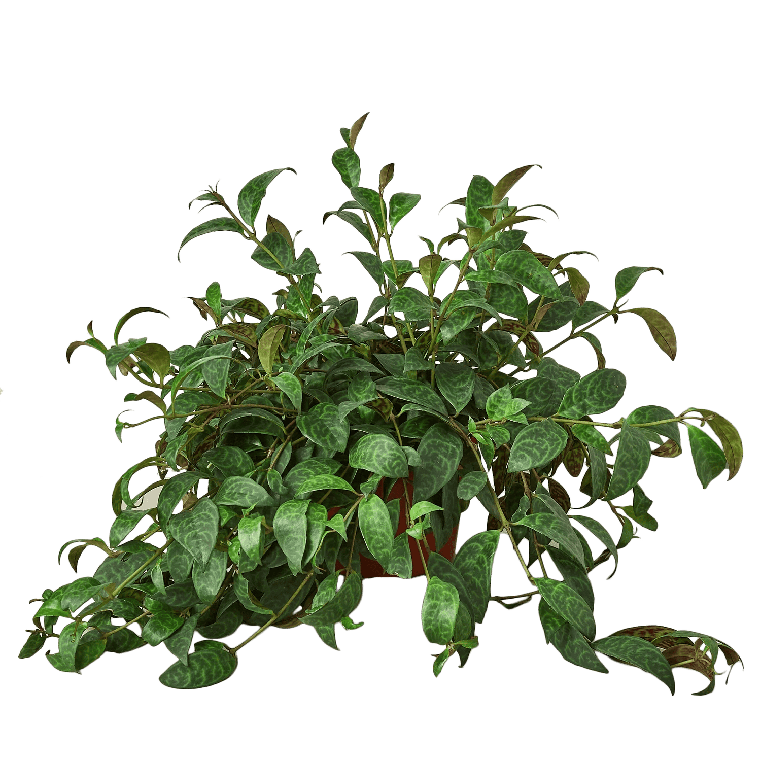 Lipstick Plant - Ethereal Company-4&quot; Plant