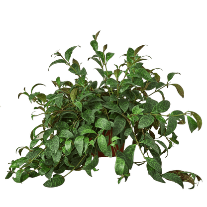 Lipstick Plant - Ethereal Company-4&quot; Plant