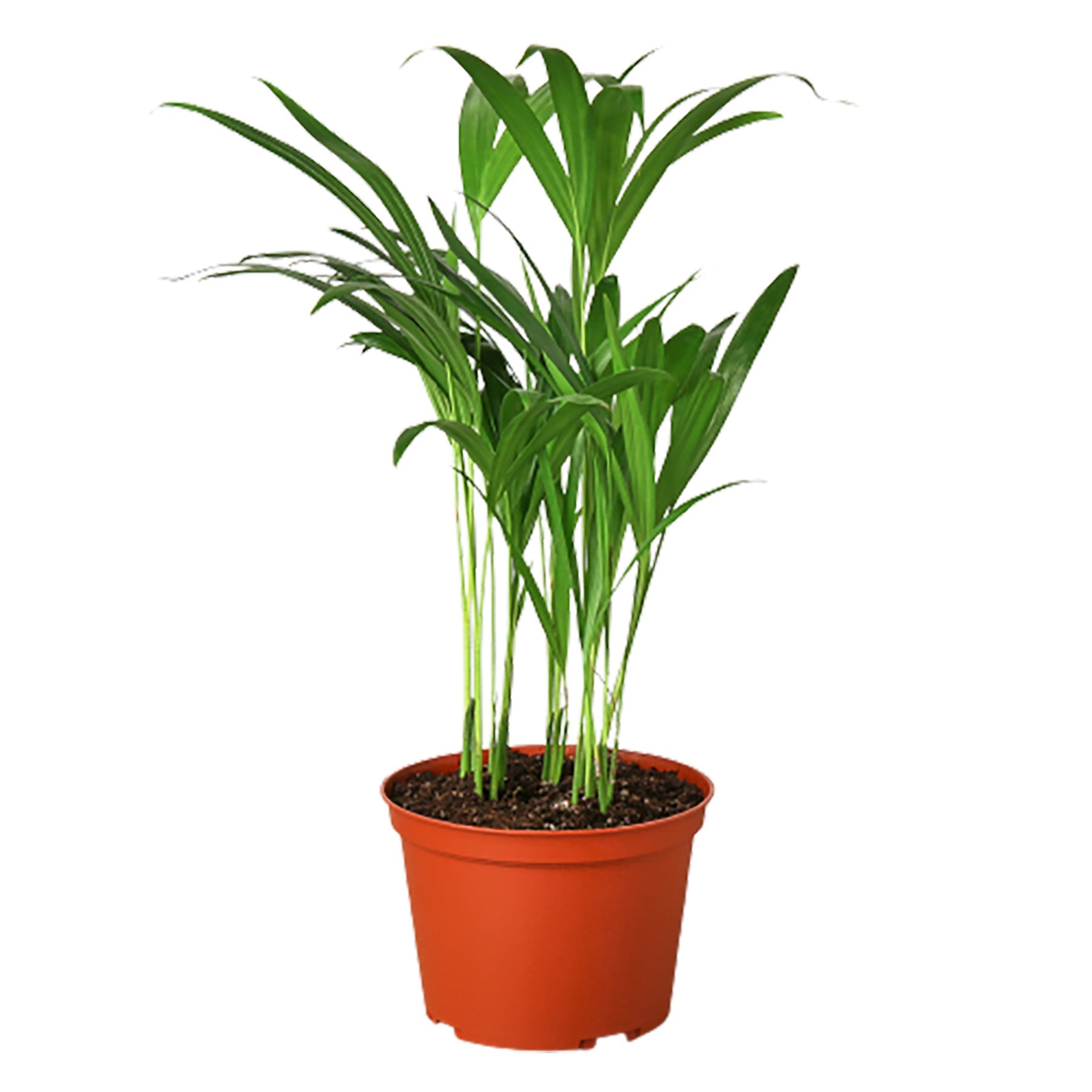 Areca Palm - Ethereal Company